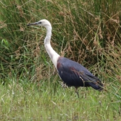 Ardea pacifica at Jerrabomberra Wetlands - 23 Jan 2024