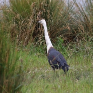 Ardea pacifica at Jerrabomberra Wetlands - 23 Jan 2024