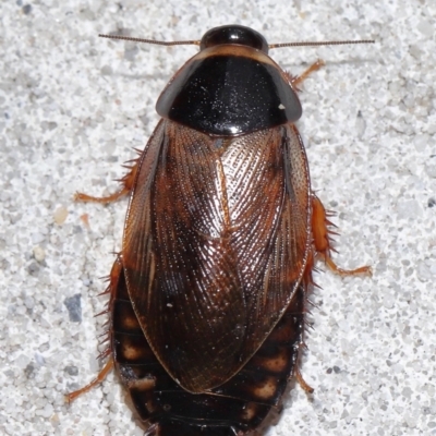 Pycnoscelus surinamensis (Surinam Cockroach or Greenhouse Cockroach) at South Brisbane, QLD - 23 Jan 2024 by TimL