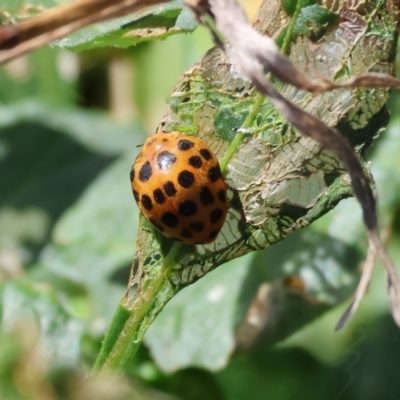 Henosepilachna vigintioctopunctata (28-spotted potato ladybird or Hadda beetle) at Wodonga - 20 Jan 2024 by KylieWaldon