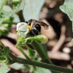 Unidentified Bee (Hymenoptera, Apiformes) at Gateway Island, VIC - 20 Jan 2024 by KylieWaldon