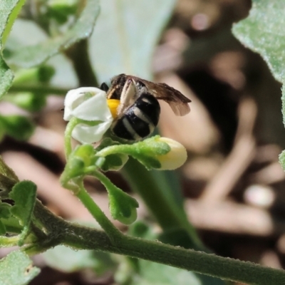 Unidentified Bee (Hymenoptera, Apiformes) at Gateway Island, VIC - 20 Jan 2024 by KylieWaldon