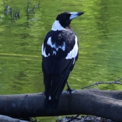 Gymnorhina tibicen (Australian Magpie) at Wodonga - 20 Jan 2024 by KylieWaldon