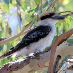 Dacelo novaeguineae (Laughing Kookaburra) at Wodonga - 21 Jan 2024 by KylieWaldon