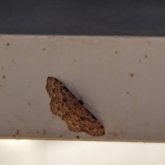 Idaea (genus) (A Geometer Moth) at Watson, ACT - 24 Jan 2024 by AniseStar