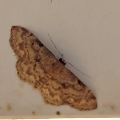 Idaea (genus) at Watson, ACT - suppressed