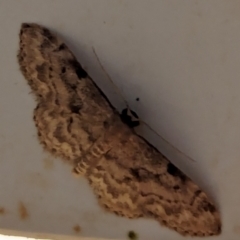 Idaea (genus) at Watson, ACT - suppressed