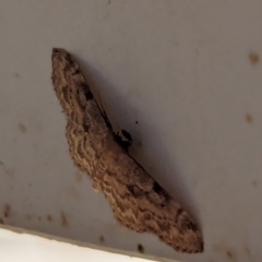 Idaea (genus) at Watson, ACT - suppressed