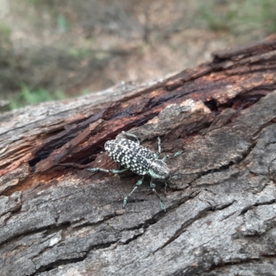 Chrysolopus spectabilis (Botany Bay Weevil) at QPRC LGA - 22 Jan 2024 by MerranLaver