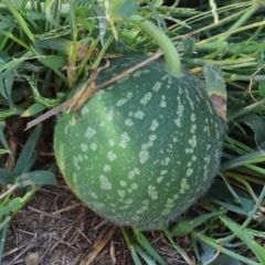 Citrullus amarus (Wild Melon, Camel Melon, Bitter Melon) at Wodonga - 20 Jan 2024 by KylieWaldon