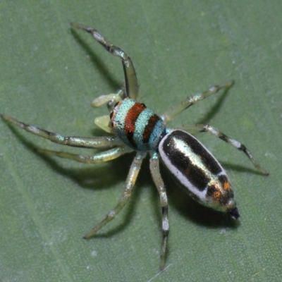 Cosmophasis micarioides (Sparkling Northern Jumping Spider) at Brisbane City, QLD - 23 Jan 2024 by TimL
