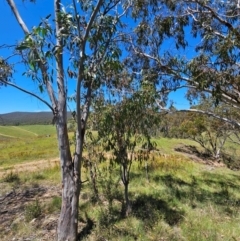 Eucalyptus pauciflora subsp. pauciflora (White Sally, Snow Gum) at Googong Foreshore - 21 Jan 2024 by BrianSummers