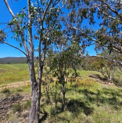 Eucalyptus pauciflora subsp. pauciflora (White Sally, Snow Gum) at Googong Foreshore - 21 Jan 2024 by BrianSummers