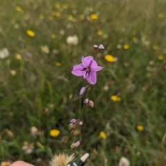 Arthropodium fimbriatum (Nodding Chocolate Lily) at Mulanggari Grasslands - 24 Jan 2024 by Wildlifewarrior80