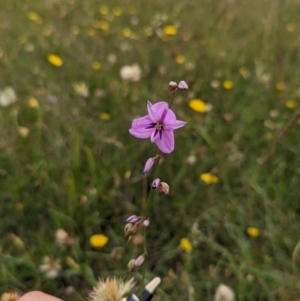 Arthropodium fimbriatum at Mulanggari Grasslands - 24 Jan 2024 09:11 AM