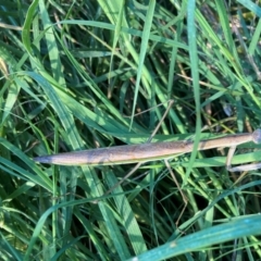 Tenodera australasiae at Emu Creek Belconnen (ECB) - 24 Jan 2024