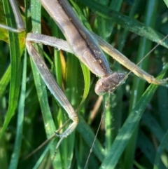 Tenodera australasiae at Emu Creek Belconnen (ECB) - 24 Jan 2024