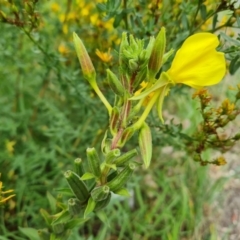 Oenothera glazioviana (Reddish Evening-primrose) at Isaacs Ridge and Nearby - 24 Jan 2024 by Mike