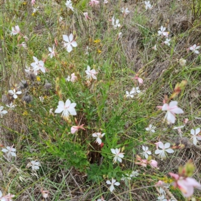 Oenothera lindheimeri (Clockweed) at Jerrabomberra, ACT - 23 Jan 2024 by Mike