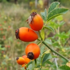 Rosa canina (Dog Rose) at Fadden, ACT - 23 Jan 2024 by Mike