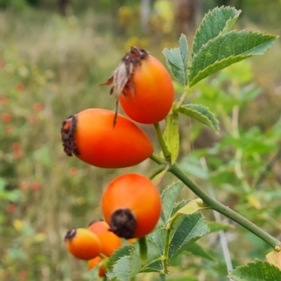 Rosa canina (Dog Rose) at Isaacs Ridge and Nearby - 24 Jan 2024 by Mike