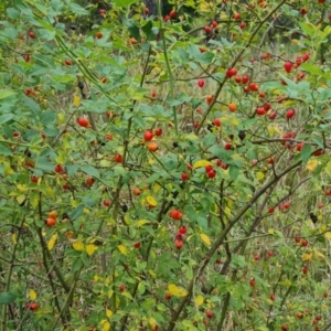 Rosa canina at Isaacs Ridge and Nearby - 24 Jan 2024 09:50 AM