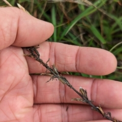Chondrilla juncea (Skeleton Weed) at Mulanggari Grasslands - 24 Jan 2024 by Wildlifewarrior80