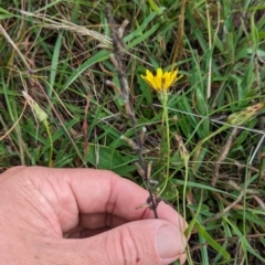 Chondrilla juncea at Mulanggari Grasslands - 24 Jan 2024 09:58 AM