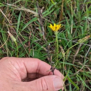 Chondrilla juncea at Mulanggari Grasslands - 24 Jan 2024 09:58 AM