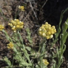 Pseudognaphalium luteoalbum (Jersey Cudweed) at Theodore, ACT - 13 Oct 2023 by michaelb
