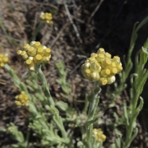 Pseudognaphalium luteoalbum at Tuggeranong Hill - 13 Oct 2023