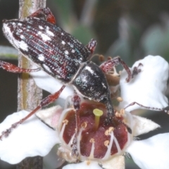 Aoplocnemis sp. (genus) (A weevil) at Wilsons Valley, NSW - 20 Jan 2024 by Harrisi