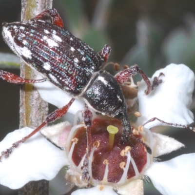 Aoplocnemis sp. (genus) (A weevil) at Wilsons Valley, NSW - 20 Jan 2024 by Harrisi