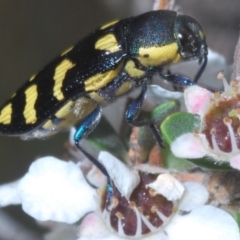 Castiarina octospilota (A Jewel Beetle) at Kosciuszko National Park - 20 Jan 2024 by Harrisi