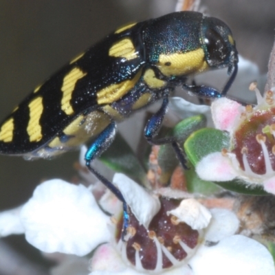 Castiarina octospilota (A Jewel Beetle) at Wilsons Valley, NSW - 20 Jan 2024 by Harrisi