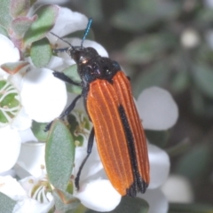 Castiarina nasuta (A jewel beetle) at Kosciuszko National Park - 20 Jan 2024 by Harrisi