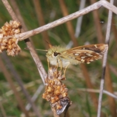 Atkinsia dominula (Two-brand grass-skipper) at Wilsons Valley, NSW - 20 Jan 2024 by Harrisi