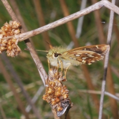 Atkinsia dominula (Two-brand grass-skipper) at Kosciuszko National Park - 20 Jan 2024 by Harrisi