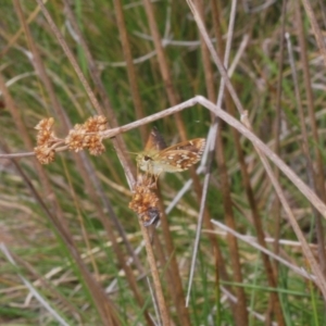 Atkinsia dominula at Kosciuszko National Park - suppressed