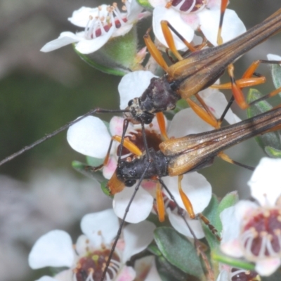 Macrones besti (Longhorn beetle) at Kosciuszko National Park - 20 Jan 2024 by Harrisi