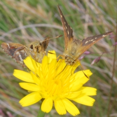 Atkinsia dominula (Two-brand grass-skipper) at Kosciuszko National Park - 20 Jan 2024 by Harrisi