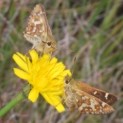 Atkinsia dominula at Kosciuszko National Park - suppressed