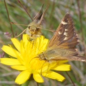 Atkinsia dominula at Kosciuszko National Park - suppressed