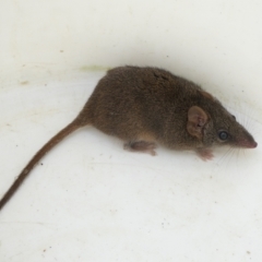 Antechinus stuartii (Brown Antechinus) at QPRC LGA - 12 Apr 2022 by arjay