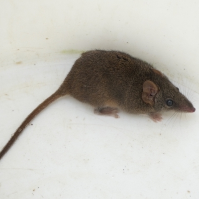 Antechinus stuartii (Brown Antechinus) at Mongarlowe River - 12 Apr 2022 by arjay