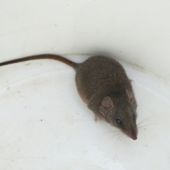 Antechinus stuartii at QPRC LGA - 12 Apr 2022