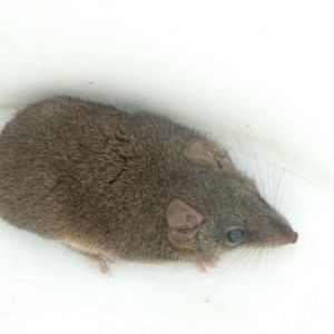 Antechinus stuartii at QPRC LGA - 12 Apr 2022