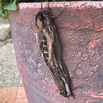 Endoxyla lituratus (A Wattle Goat Moth) at Wamboin, NSW - 6 Jan 2024 by Trerka