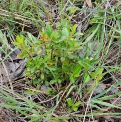 Pyracantha fortuneana (Firethorn) at The Pinnacle - 22 Jan 2024 by sangio7