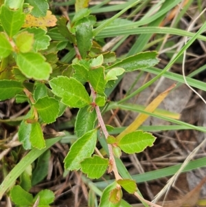 Pyracantha fortuneana at The Pinnacle - 23 Jan 2024